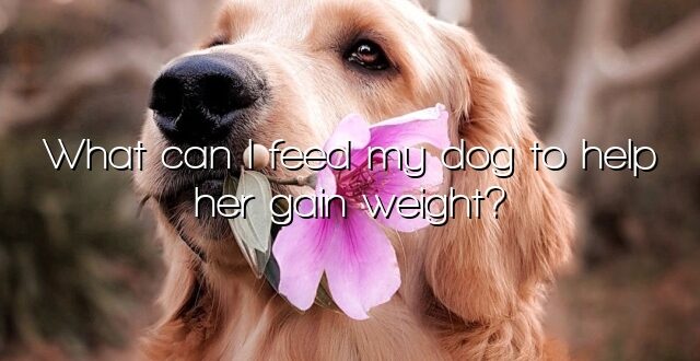 What can I feed my dog to help her gain weight?