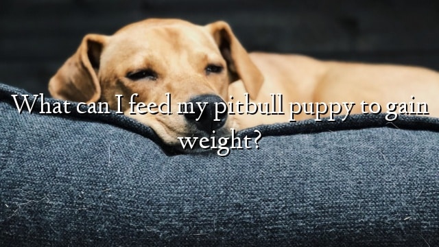 What can I feed my pitbull puppy to gain weight?