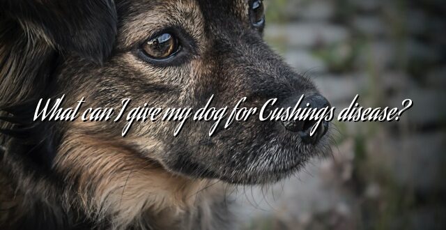 What can I give my dog for Cushings disease?