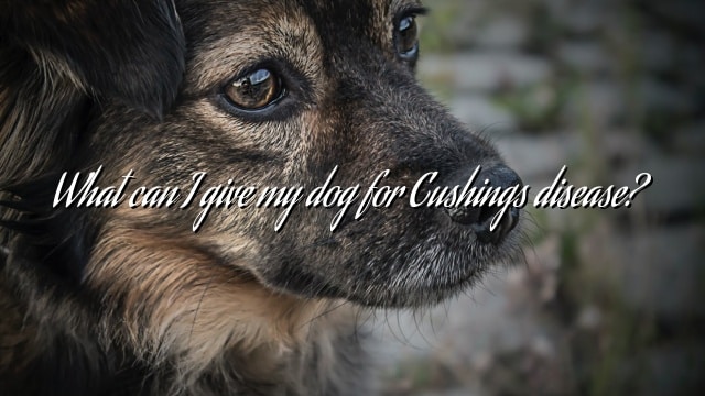 What can I give my dog for Cushings disease?