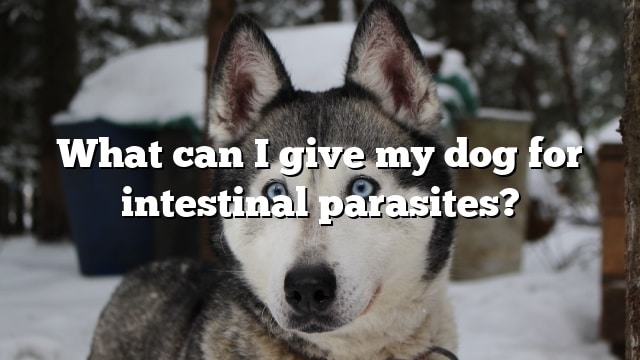 What can I give my dog for intestinal parasites?
