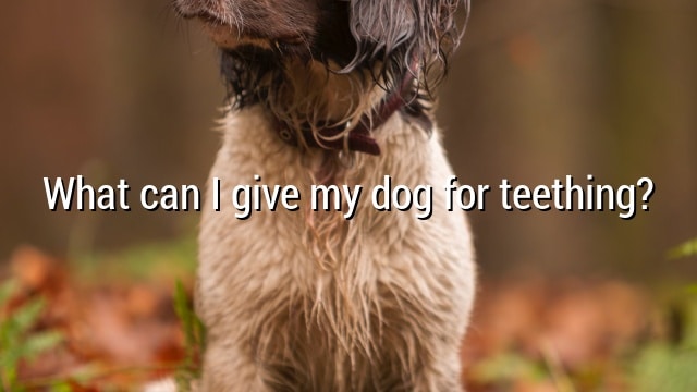 What can I give my dog for teething?