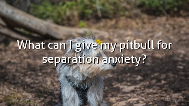 What can I give my pitbull for separation anxiety?