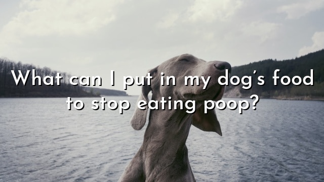 What can I put in my dog’s food to stop eating poop?