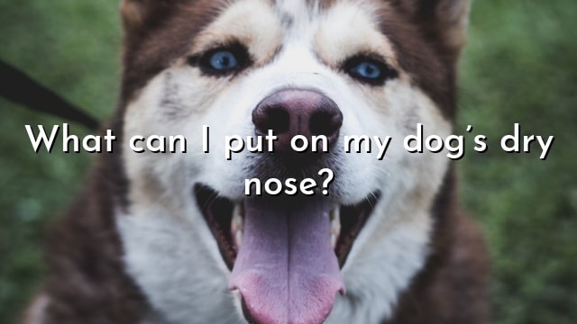 What can I put on my dog’s dry nose?