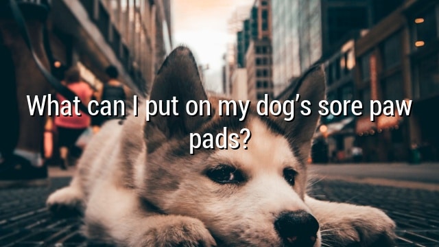 What can I put on my dog’s sore paw pads?