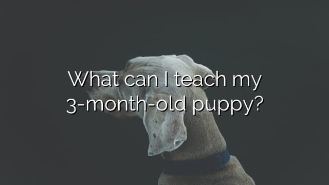 What can I teach my 3-month-old puppy?