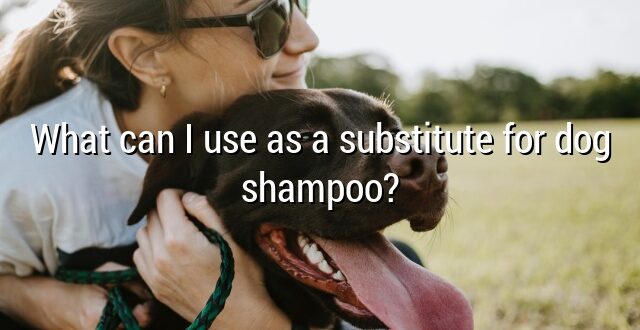 What can I use as a substitute for dog shampoo?