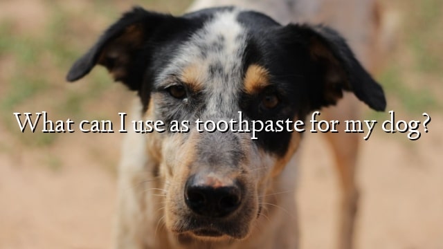 What can I use as toothpaste for my dog?