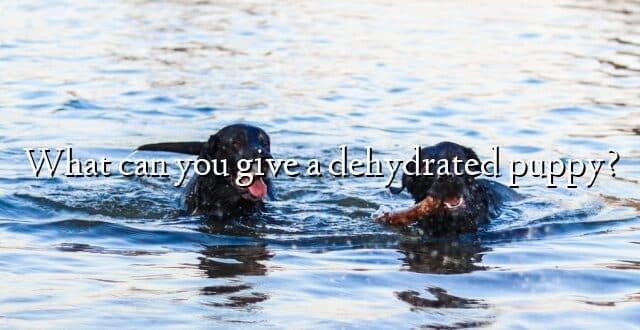What can you give a dehydrated puppy?