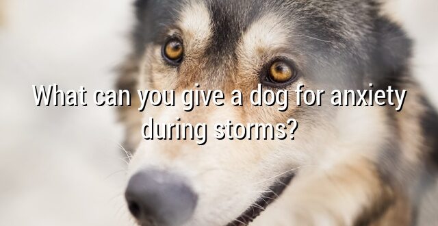 What can you give a dog for anxiety during storms?