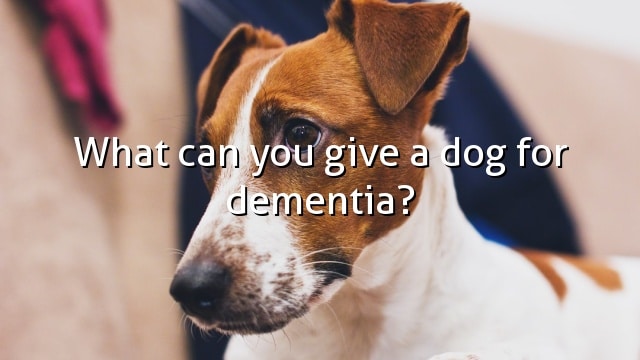 What can you give a dog for dementia?