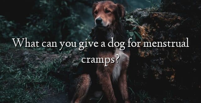 What can you give a dog for menstrual cramps?