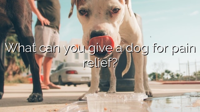 What can you give a dog for pain relief?