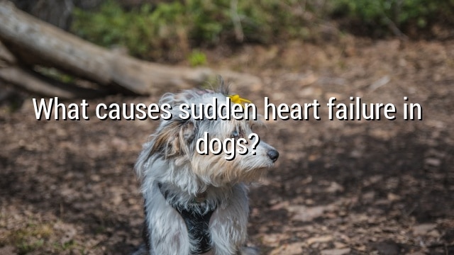 What causes sudden heart failure in dogs?