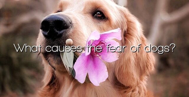 What causes the fear of dogs?