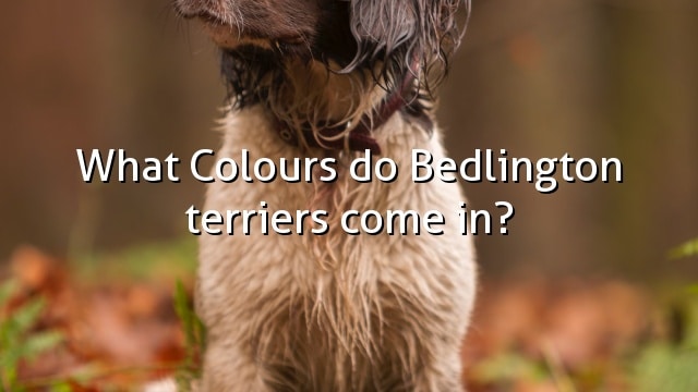What Colours do Bedlington terriers come in?