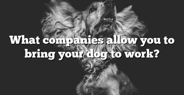 What companies allow you to bring your dog to work?