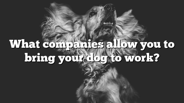 What companies allow you to bring your dog to work?
