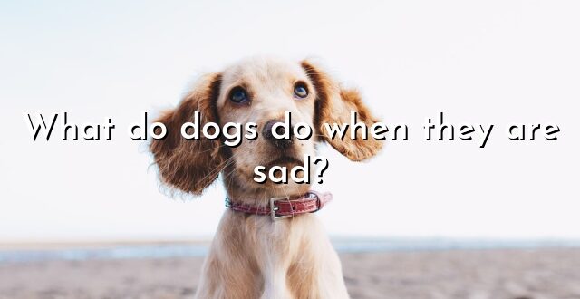 What do dogs do when they are sad?