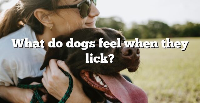 What do dogs feel when they lick?