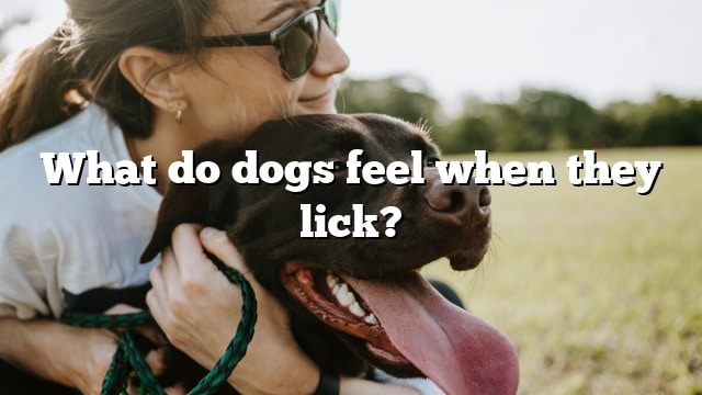 What do dogs feel when they lick?
