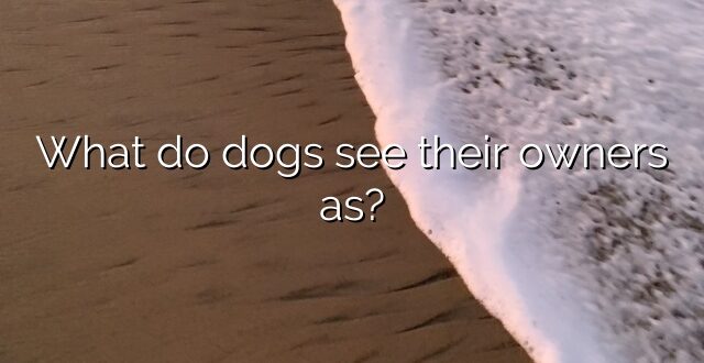 What do dogs see their owners as?