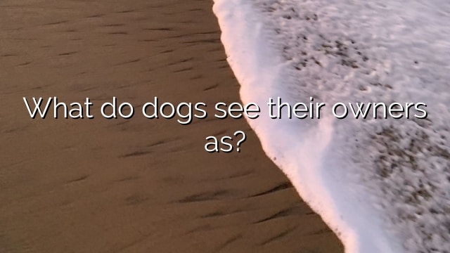 What do dogs see their owners as?