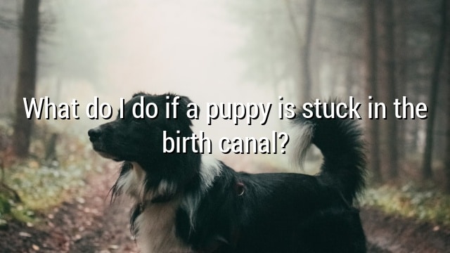 What do I do if a puppy is stuck in the birth canal?