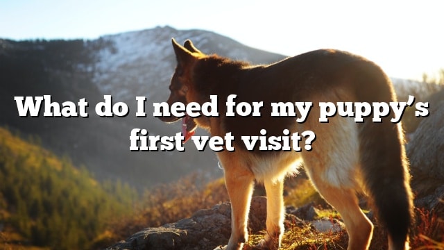 What do I need for my puppy’s first vet visit?