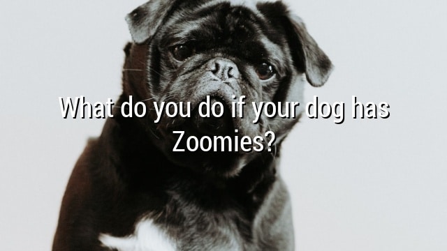 What do you do if your dog has Zoomies?