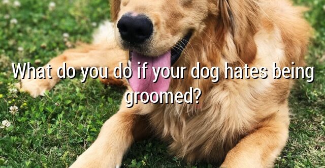 What do you do if your dog hates being groomed?