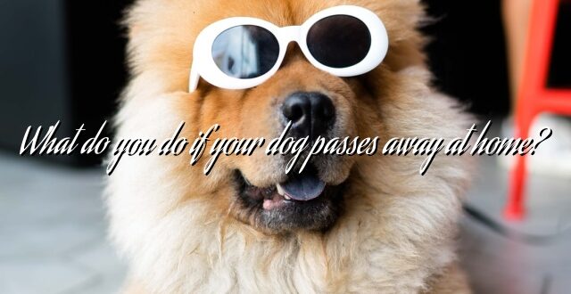 What do you do if your dog passes away at home?