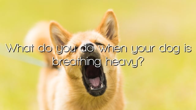 What do you do when your dog is breathing heavy?