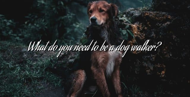 What do you need to be a dog walker?