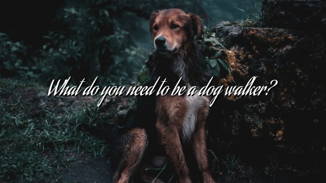 What do you need to be a dog walker?
