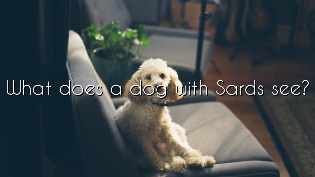 What does a dog with Sards see?