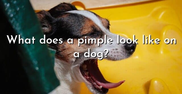 What does a pimple look like on a dog?