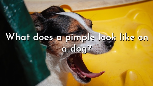 What does a pimple look like on a dog?