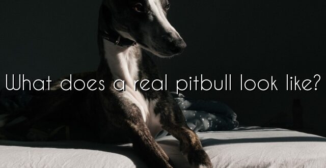 What does a real pitbull look like?
