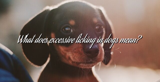 What does excessive licking in dogs mean?