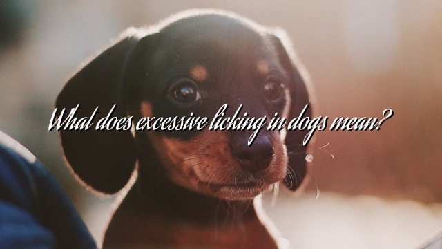 What does excessive licking in dogs mean?