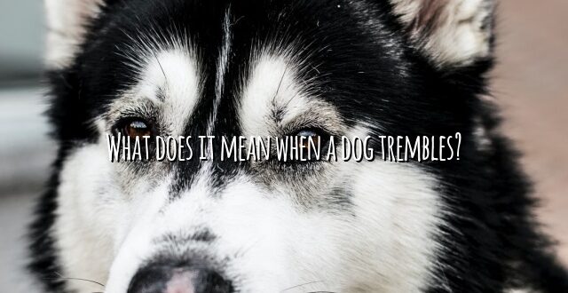 What does it mean when a dog trembles?