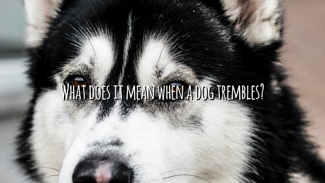 What does it mean when a dog trembles?