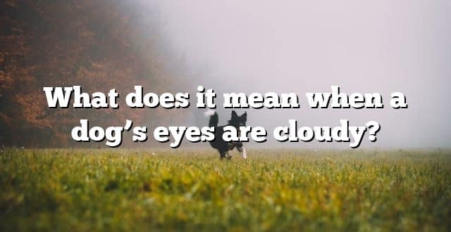 What does it mean when a dog’s eyes are cloudy?