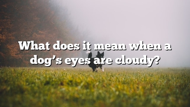 What does it mean when a dog’s eyes are cloudy?