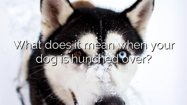What does it mean when your dog is hunched over?