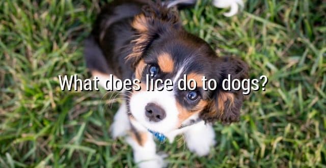 What does lice do to dogs?