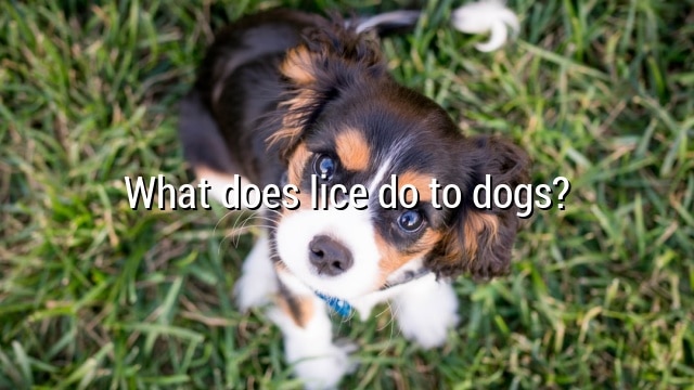 What does lice do to dogs?