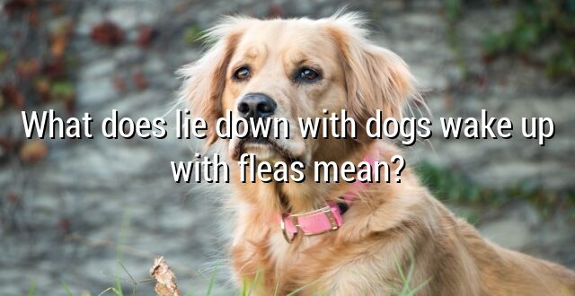 What does lie down with dogs wake up with fleas mean?